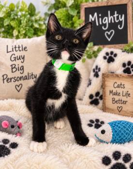 Mighty guy -  Tuxedo Cat for Adoption in Tavares, Florida - Mighty Guy | PetCurious