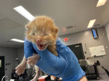 A1927769 -  Domestic Short Hair Cat for Adoption in Thousand Palms, California - A1927769 | PetCurious