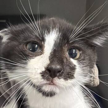 Amelia -  Domestic Short Hair Cat for Adoption in Summerville, South Carolina - Amelia | PetCurious