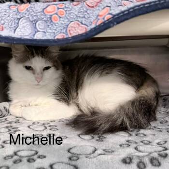 Michelle -  Domestic Long Hair Cat for Adoption in Knoxville, Tennessee - Michelle | PetCurious