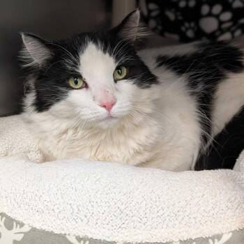 Muskeg -  Domestic Long Hair Cat for Adoption in Enfield, New Hampshire - Muskeg | PetCurious