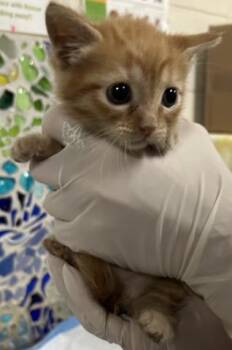 BUTTONS -  Domestic Short Hair Cat for Adoption in Pensacola, Florida - BUTTONS | PetCurious
