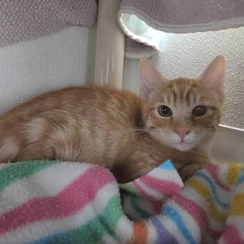Falkor -  Domestic Short Hair Cat for Adoption in Rock Falls, Illinois - Falkor | PetCurious