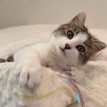 Neko -  Tabby Cat for Adoption in Closter, New Jersey - Neko | PetCurious