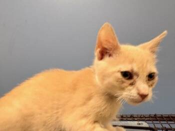 ROMAN -  Domestic Short Hair Cat for Adoption in Tustin, California - ROMAN | PetCurious