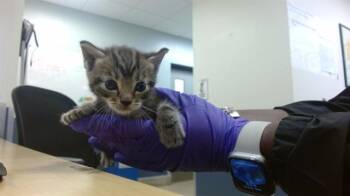 Domestic Short Hair Cats Available for Adoption in Doral, Florida - ACAI | PetCurious