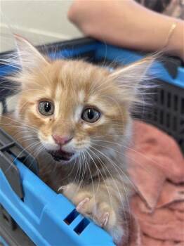 FRODO -  Domestic Medium Hair Cat for Adoption in San Antonio, Texas - FRODO | PetCurious