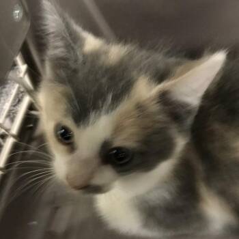 Erza -  Domestic Short Hair Cat for Adoption in Newark, New Jersey - Erza | PetCurious