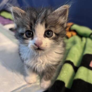 Tabby and Domestic Medium Hair Cats Available for Adoption in Humble, Texas - Marilyn | PetCurious