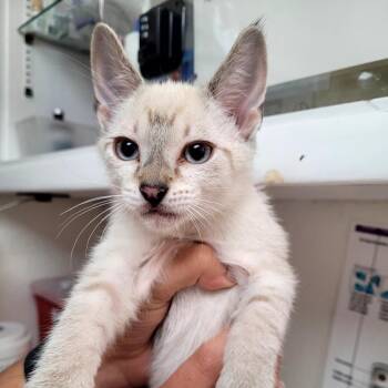 KENNY -  Domestic Short Hair Cat for Adoption in Belfair, Washington - KENNY | PetCurious