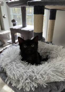 Rescue Domestic Short Hair Cats for Adoption in East Stroudsburg, Pennsylvania - Uncle Fester | PetCurious