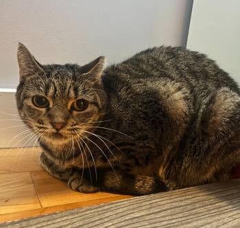 Domestic Short Hair Cats Available for Adoption - Aggie | PetCurious