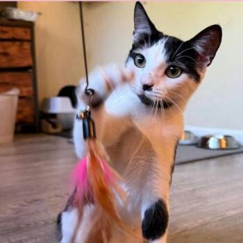 Domestic Short Hair Cats Available for Adoption in Sunnyvale, California - Lani | PetCurious