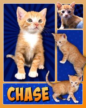Chase (LC Kitten #1) -  Domestic Short Hair Cat for Adoption in Fremont, Nebraska - Chase (LC Kitten #1) | PetCurious