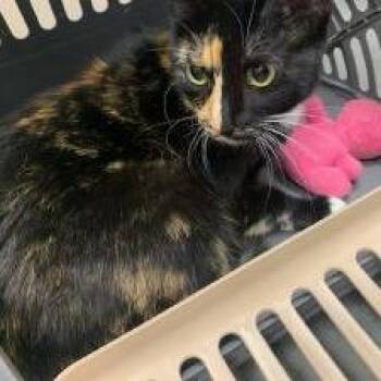 Ally Cat -  Domestic Short Hair Cat for Adoption in Dickinson, Texas - Ally Cat | PetCurious