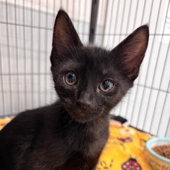 Aurora -  Domestic Short Hair Cat for Adoption in Bradenton, Florida - Aurora | PetCurious