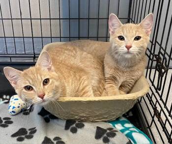 Milo & Pooh Bear -  Domestic Short Hair Cat for Adoption in Winchester, Kentucky - Milo & Pooh Bear | PetCurious