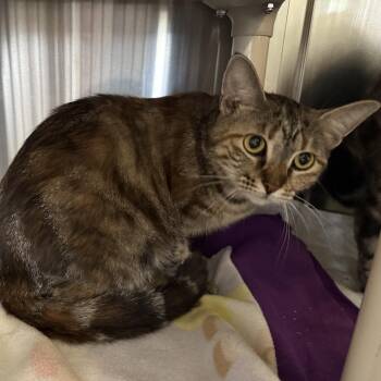 PHOEBE (f) & Tiger -  Domestic Short Hair Cat for Adoption in La Crescent, Minnesota - PHOEBE (f) & Tiger | PetCurious