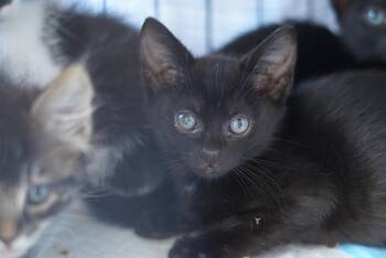 Little Dot -  Domestic Short Hair Cat for Adoption in Emeryville, California - Little Dot | PetCurious