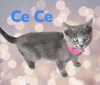CE CE -  Domestic Short Hair Cat for Adoption in Visalia, California - CE CE | PetCurious