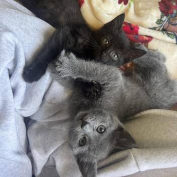 Rhumba -  Domestic Short Hair Cat for Adoption in Fredericksburg, Virginia - Rhumba | PetCurious