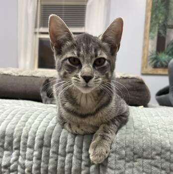 Kale -  Tabby Cat for Adoption in Closter, New Jersey - Kale | PetCurious