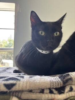 Sammie -  Domestic Short Hair Cat for Adoption in Naples, Florida - Sammie | PetCurious