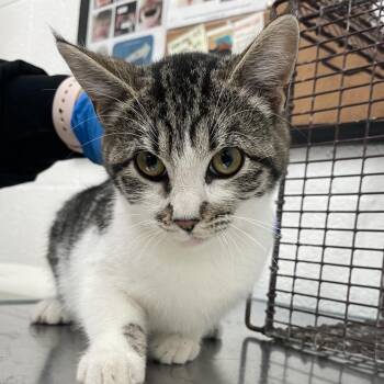 Domestic Short Hair Cats Available for Adoption - Pear | PetCurious