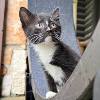 Opal Nightingale -  Tuxedo and Domestic Short Hair Cat for Adoption in Friendswood, Texas - Opal Nightingale | PetCurious