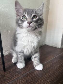 Dean & Hannah - CCC -  Domestic Short Hair and Domestic Medium Hair Cat for Adoption in San Luis Obispo, California - Dean & Hannah - CCC | PetCurious