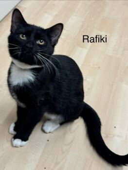 Rafiki -  Domestic Short Hair Cat for Adoption in Herndon, Virginia - Rafiki | PetCurious