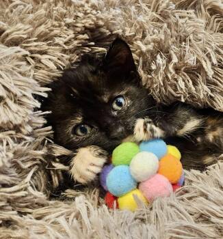 Domestic Short Hair and Tortoiseshell Cats Available for Adoption in Fremont, California - EVIE - Bonded With Heli | PetCurious