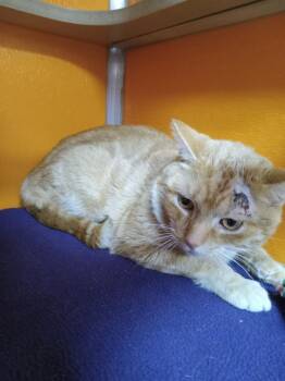 Domestic Short Hair Cats Available for Adoption - Stewart | PetCurious