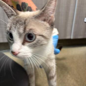 Lily -  Domestic Short Hair Cat for Adoption in Council Bluffs, Iowa - Lily | PetCurious