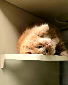 Fred -  Domestic Long Hair Cat for Adoption in New Castle, Pennsylvania - Fred | PetCurious