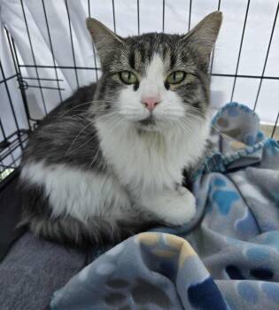 Rescue Domestic Long Hair Cats for Adoption in Price, Utah - Cruella | PetCurious
