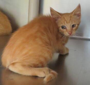 Amelia -  Domestic Short Hair Cat for Adoption in Lexington, Virginia - Amelia | PetCurious