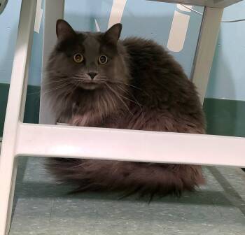 Bodi & Taswald -  Domestic Short Hair Cat for Adoption in Kirkland, Washington - Bodi & Taswald | PetCurious
