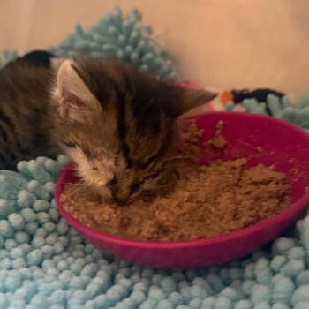 Little -  Domestic Short Hair Cat for Adoption in Winston-salem, North Carolina - Little | PetCurious