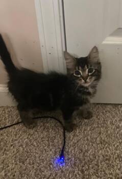 Domestic Medium Hair Cats Available for Adoption in Newnan, Georgia - *Pillow Puff | PetCurious