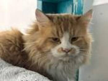 Rescue Domestic Long Hair Cats for Adoption in Powell, Ohio - Kai | PetCurious