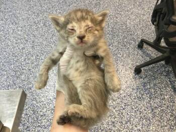 Domestic Medium Hair Cats Available for Adoption in Thousand Palms, California - A1912466 | PetCurious
