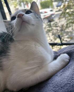 Jiminy -  Domestic Short Hair Cat for Adoption in San Francisco, California - Jiminy | PetCurious