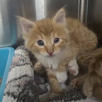 Rescue Domestic Short Hair Cats for Adoption in Ashland, Oregon - Boots | PetCurious