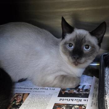 Mell -  Domestic Short Hair and Siamese Cat for Adoption in Murray, Utah - Mell | PetCurious