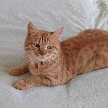 Jerry -  Domestic Short Hair Cat for Adoption in Fairfax Station, Virginia - Jerry | PetCurious