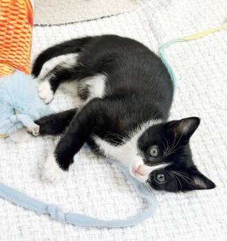 Tuxedo Cats Available for Adoption in Alameda, California - Maggie | PetCurious
