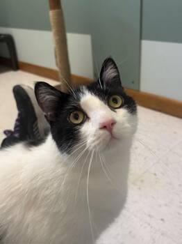 Domestic Short Hair Cats Available for Adoption in Hutchinson, Minnesota - Theo | PetCurious