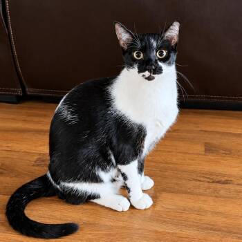 Daisy Boo -  Tuxedo and Domestic Short Hair Cat for Adoption in Friendswood, Texas - Daisy Boo | PetCurious