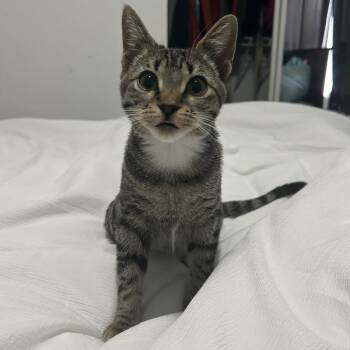Zumi -  Domestic Short Hair Cat for Adoption in Indianapolis, Indiana - Zumi | PetCurious
